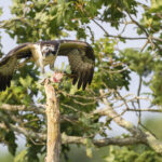 Osprey feeding on fish in tree in Falmouth, Massachusetts