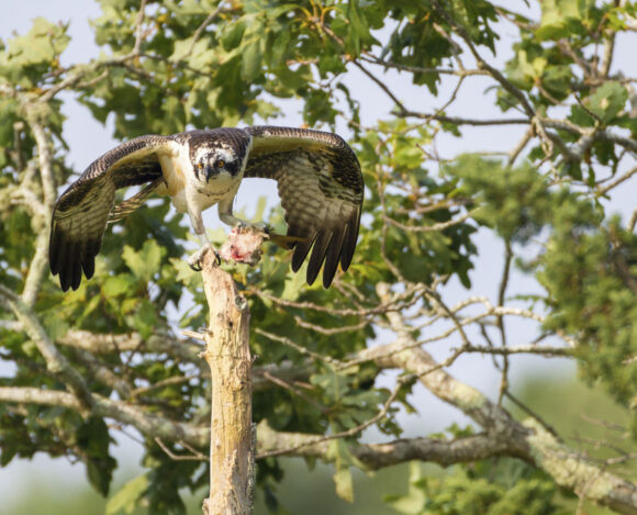 Osprey feeding on fish in tree in Falmouth, Massachusetts