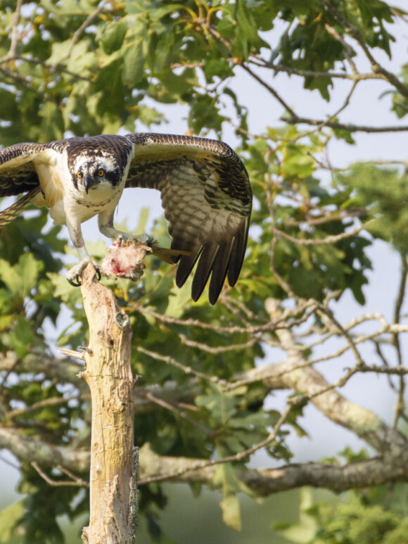 Osprey feeding on fish in tree in Falmouth, Massachusetts