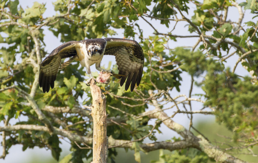 Osprey feeding on fish in tree in Falmouth, Massachusetts