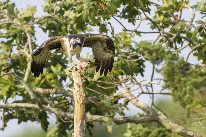 Osprey feeding on fish in tree in Falmouth, Massachusetts